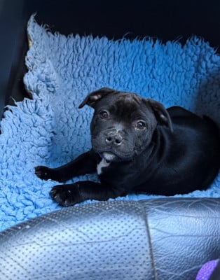 Les chiots de Staffordshire Bull Terrier