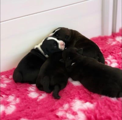 Les chiots de Staffordshire Bull Terrier
