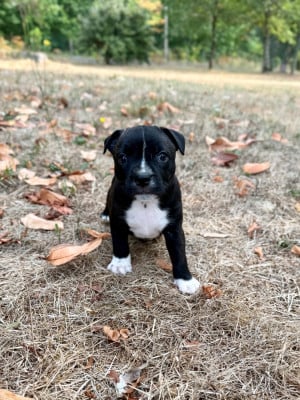 Les chiots de Staffordshire Bull Terrier