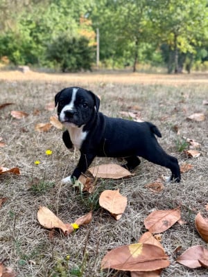 Les chiots de Staffordshire Bull Terrier