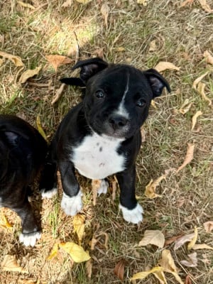 Les chiots de Staffordshire Bull Terrier