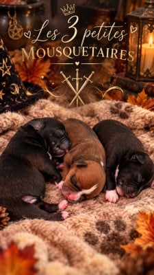 Staffordshire Bull Terrier