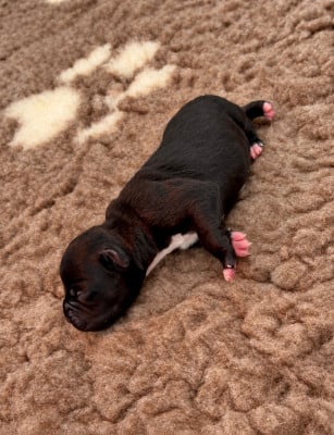 Blood Moon - Staffordshire Bull Terrier