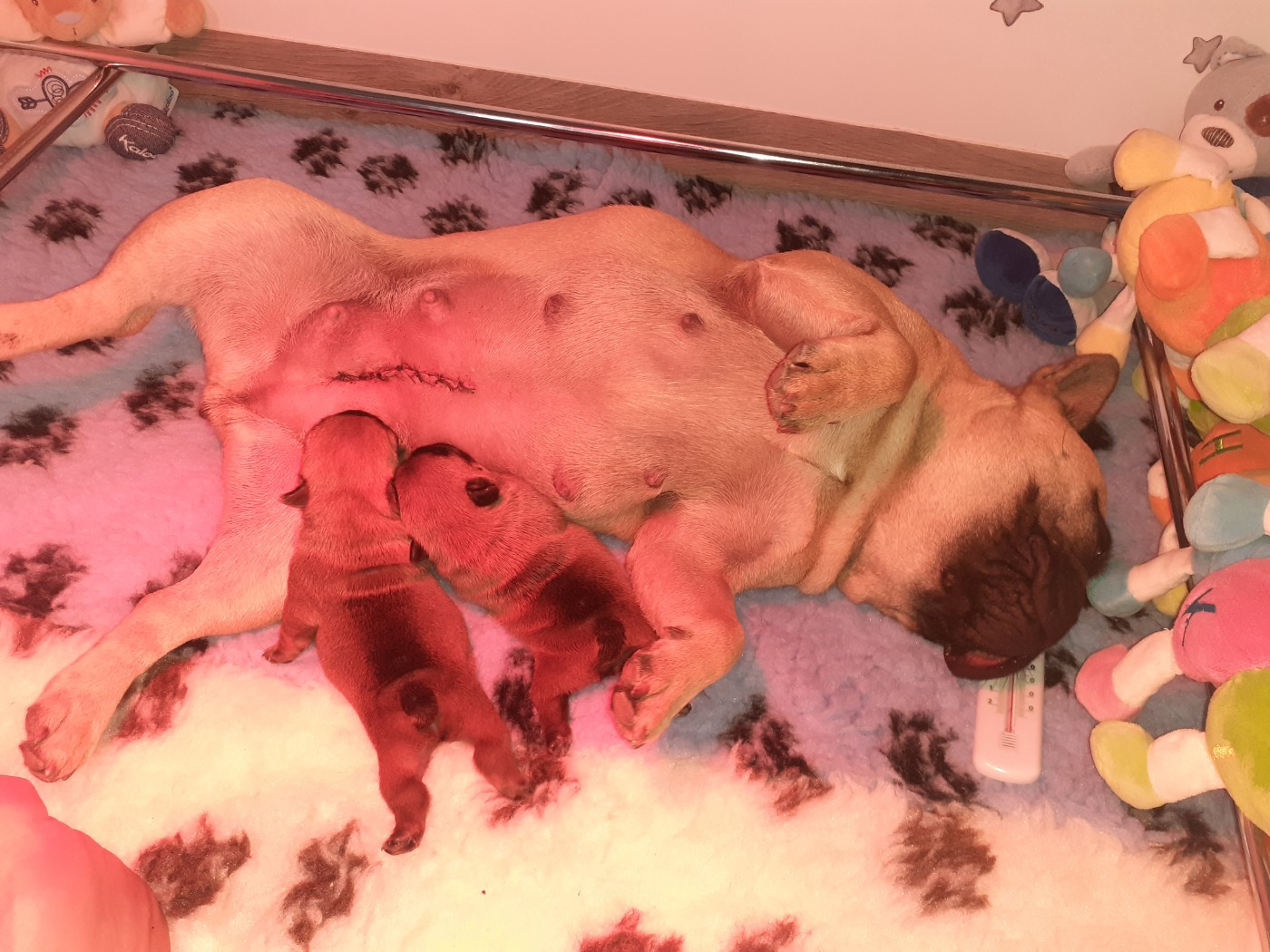 CH. Tilia Des Bould'Anges D'Hewen