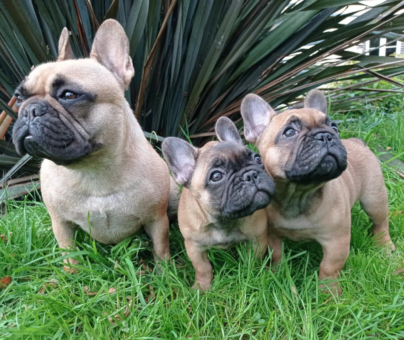 CH. Tilia Des Bould'Anges D'Hewen