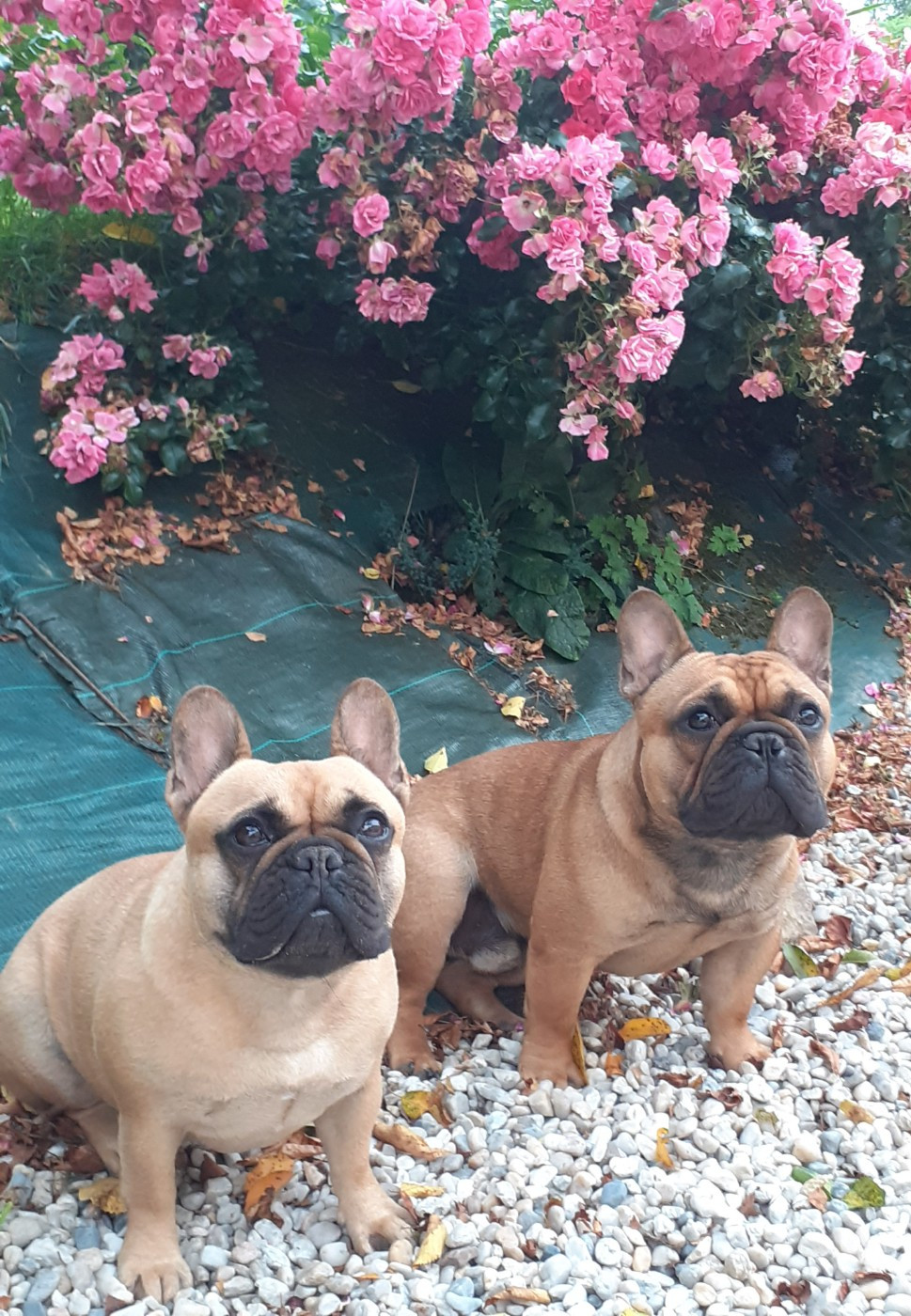 CH. Tilia Des Bould'Anges D'Hewen