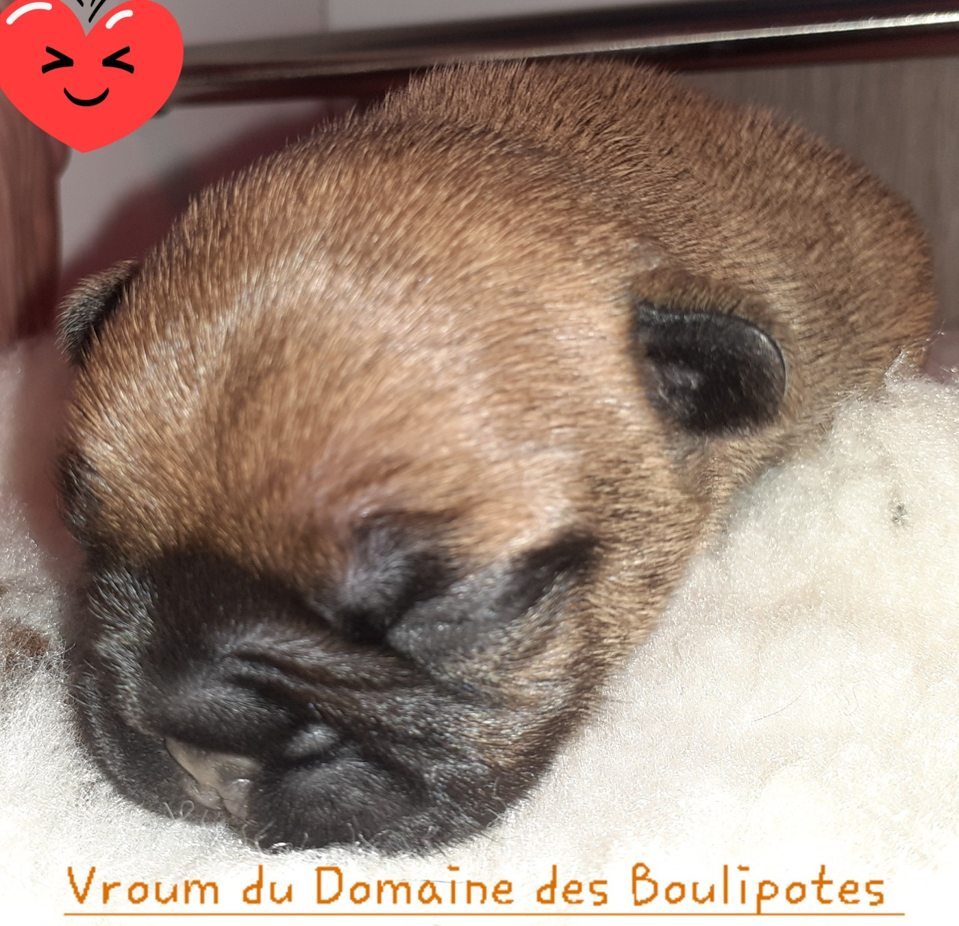 VROUM Du Domaine Des Boulipotes