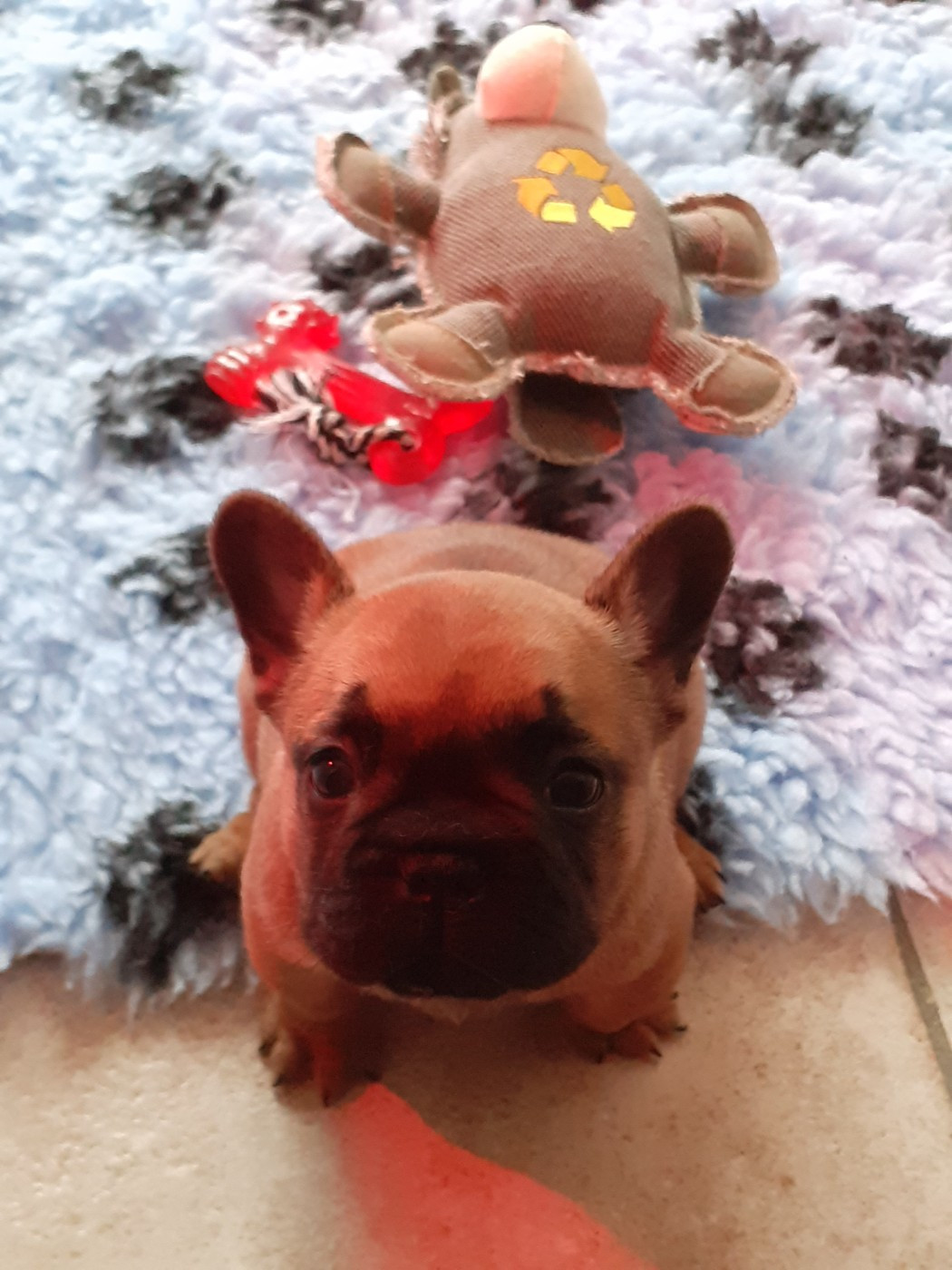 VROUM Du Domaine Des Boulipotes