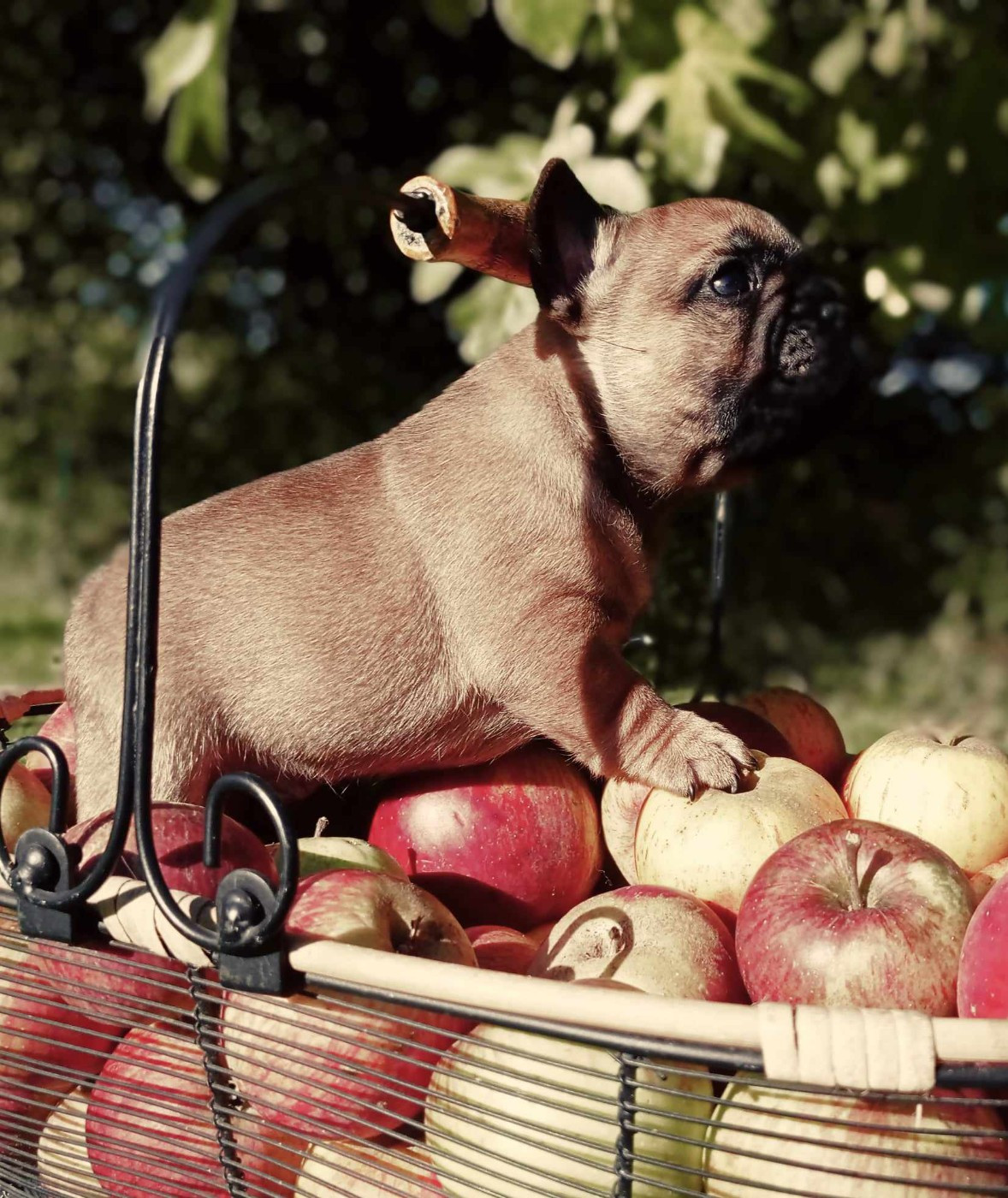 VROUM Du Domaine Des Boulipotes