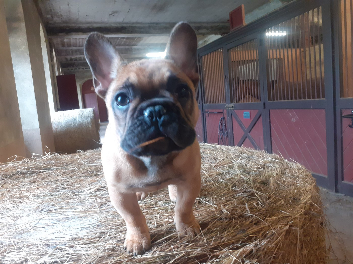 VROUM Du Domaine Des Boulipotes