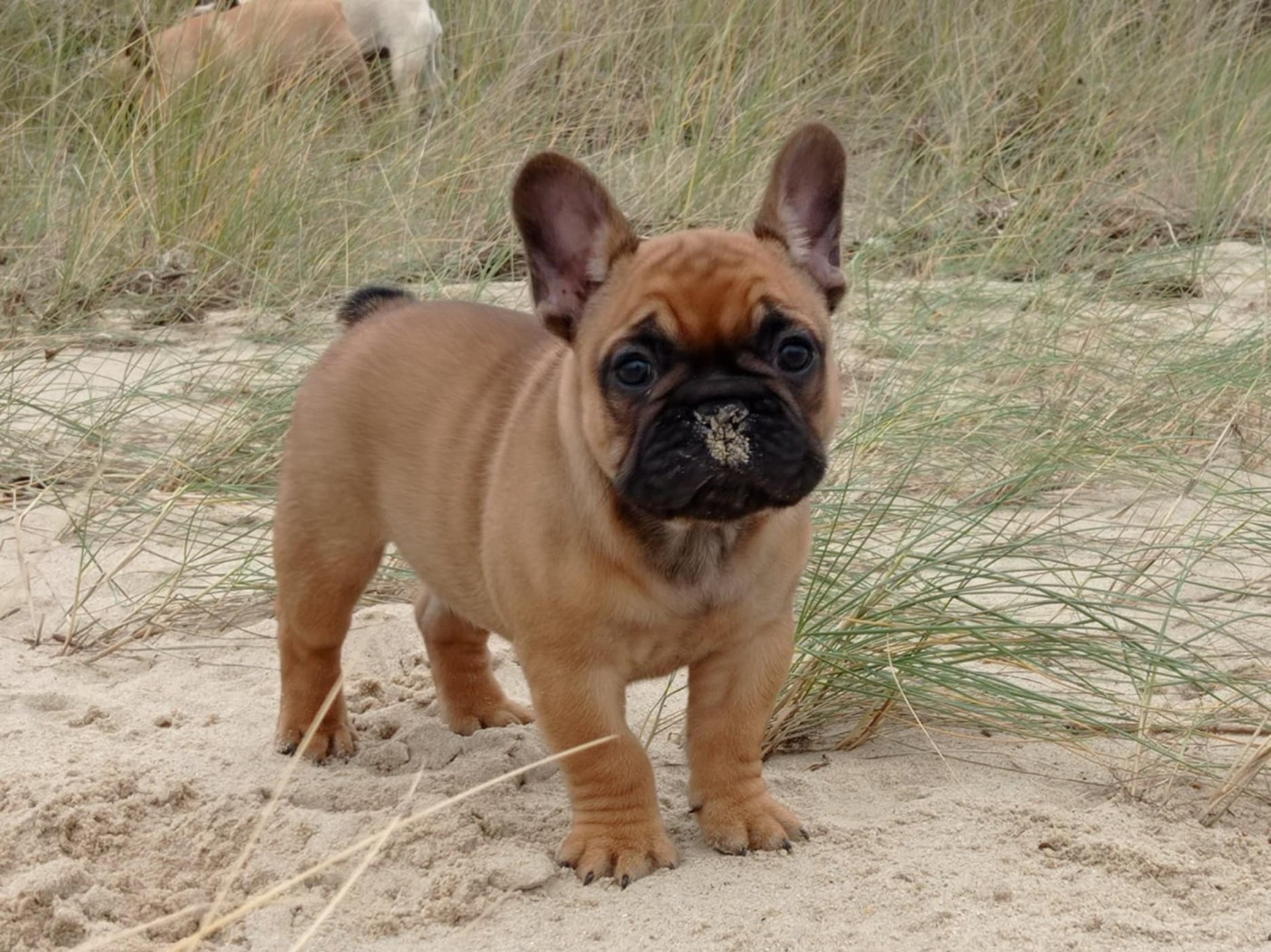 VROUM Du Domaine Des Boulipotes