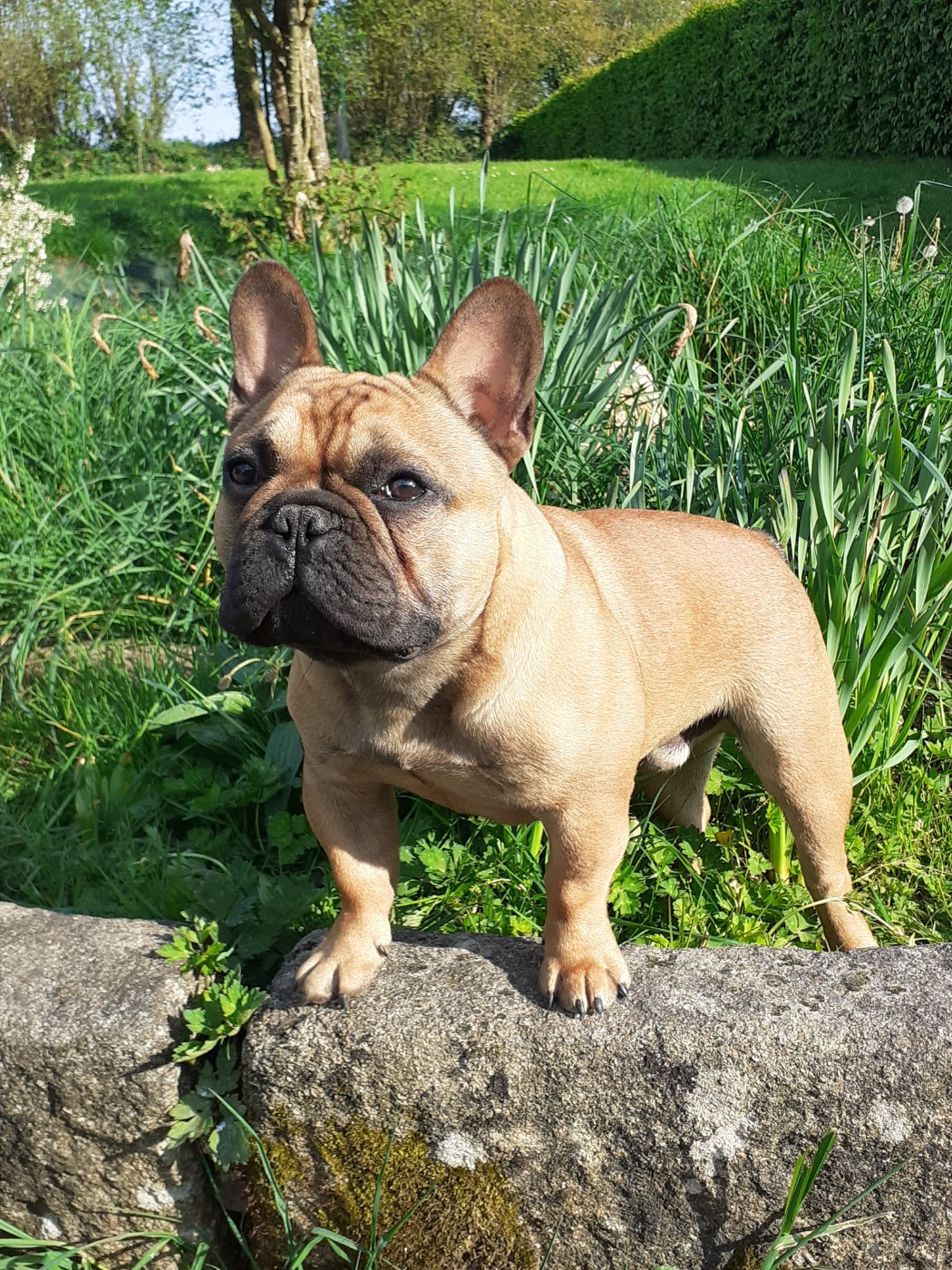 VROUM Du Domaine Des Boulipotes