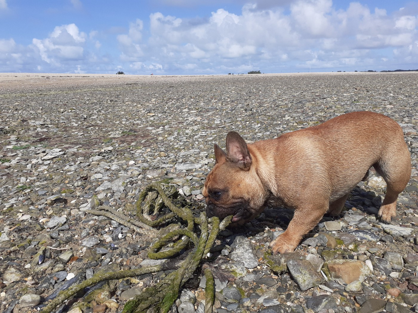 VROUM Du Domaine Des Boulipotes