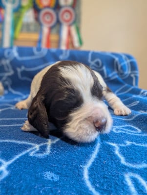 Les chiots de English Springer Spaniel