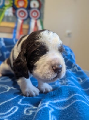 Les chiots de English Springer Spaniel