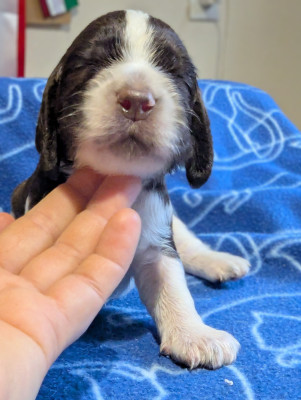 Les chiots de English Springer Spaniel