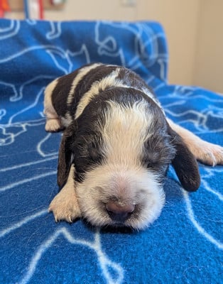 Les chiots de English Springer Spaniel