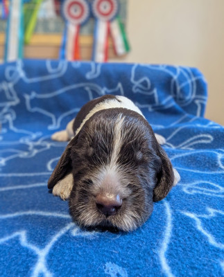 Les chiots de English Springer Spaniel