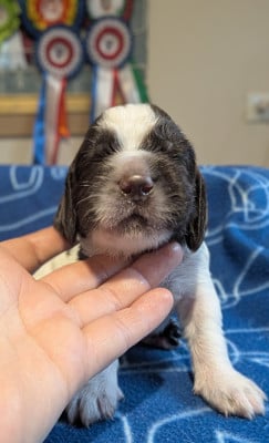 Les chiots de English Springer Spaniel