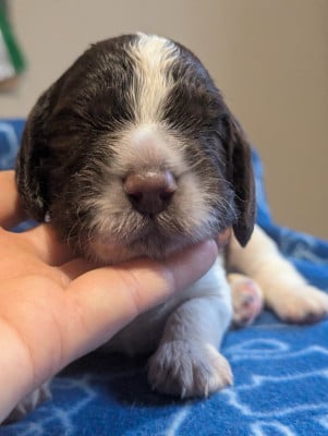 Les chiots de English Springer Spaniel