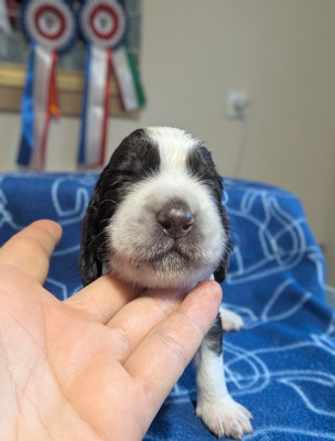 Les chiots de English Springer Spaniel