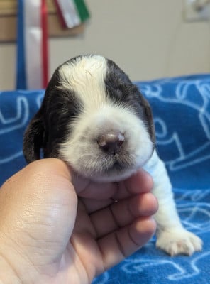 Les chiots de English Springer Spaniel