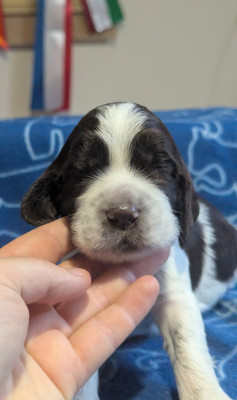 Les chiots de English Springer Spaniel