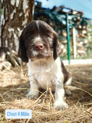 Les chiots de English Springer Spaniel