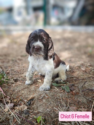 Les chiots de English Springer Spaniel