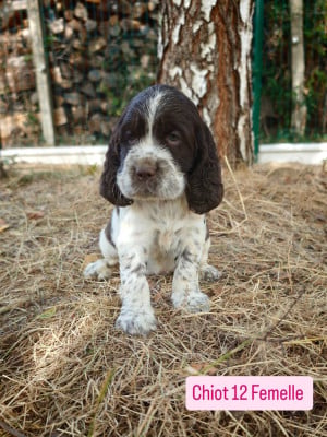 Les chiots de English Springer Spaniel