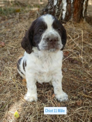 Les chiots de English Springer Spaniel