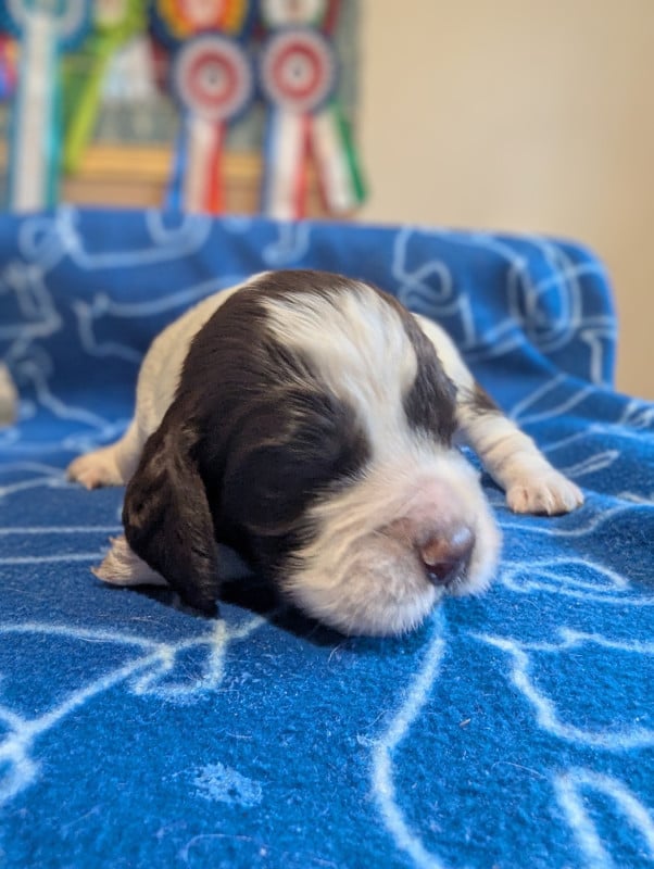 English Springer Spaniel - De Rebelle Arya