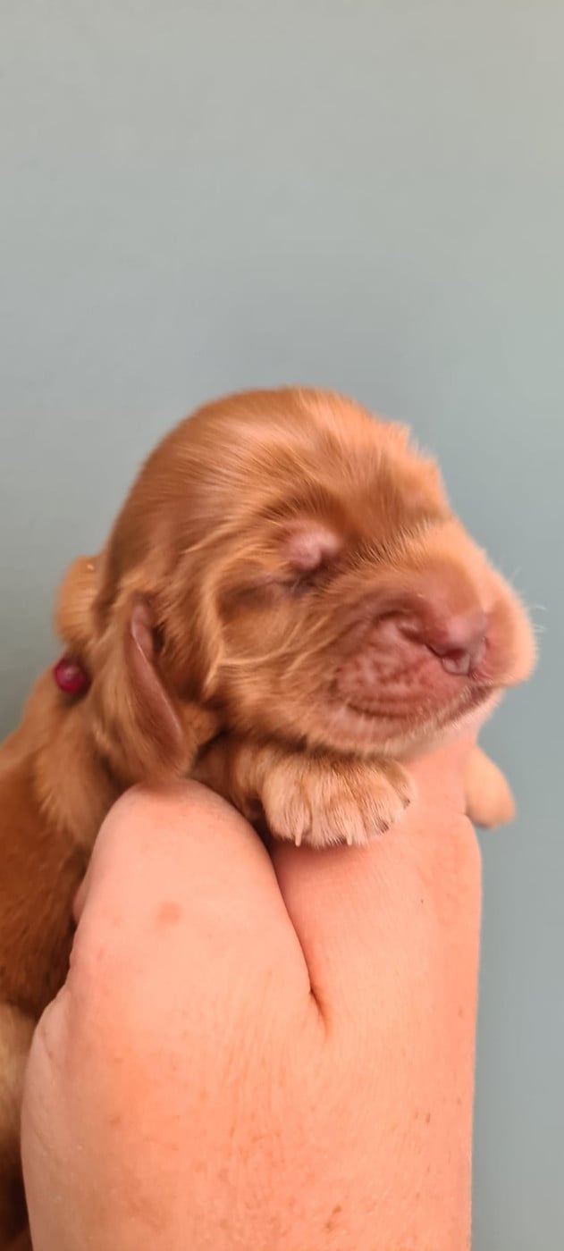 COLLIER ROSE - Cocker Spaniel Anglais