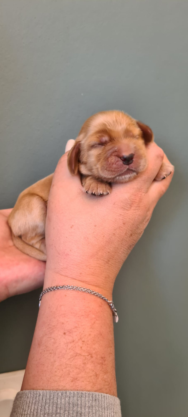 COLLIER MARRON - Cocker Spaniel Anglais