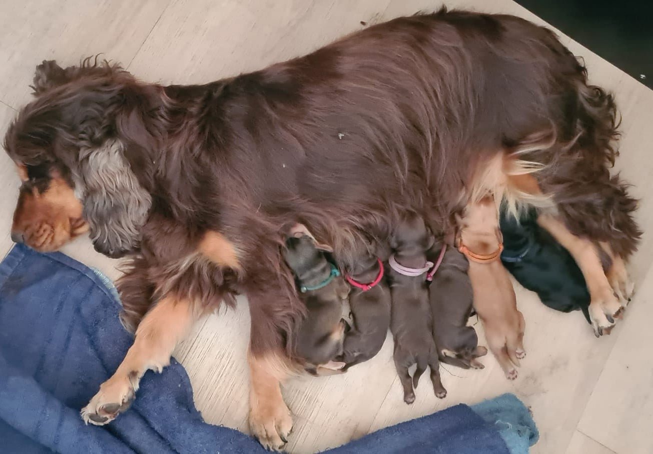 Cocker Spaniel Anglais - Du Val De Ligéris