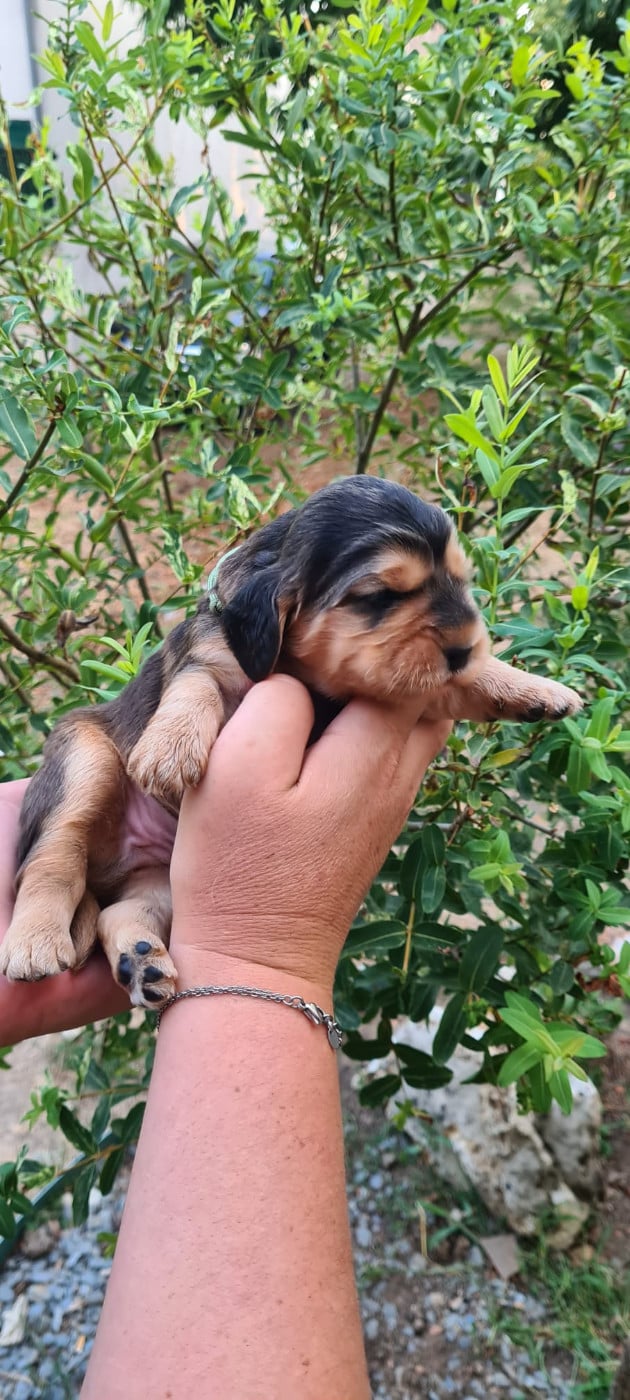 COLLIER VERT - Cocker Spaniel Anglais