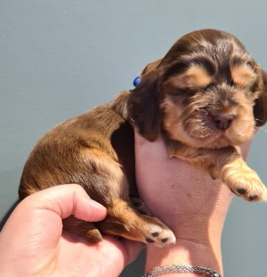 Les chiots de Cocker Spaniel Anglais