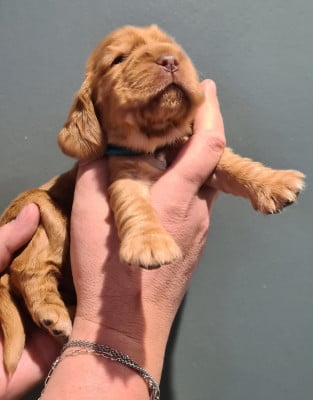 Les chiots de Cocker Spaniel Anglais