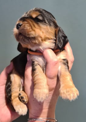 Les chiots de Cocker Spaniel Anglais
