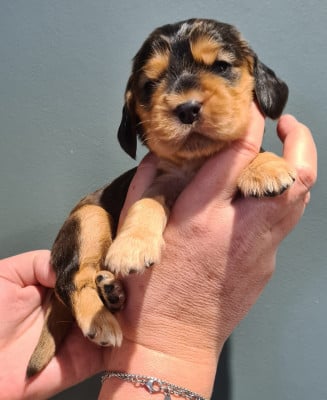 Les chiots de Cocker Spaniel Anglais