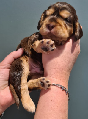 Les chiots de Cocker Spaniel Anglais