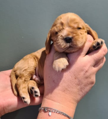 Les chiots de Cocker Spaniel Anglais