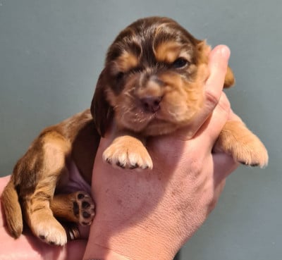 Les chiots de Cocker Spaniel Anglais