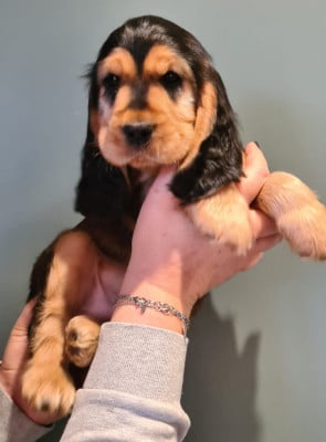 Les chiots de Cocker Spaniel Anglais