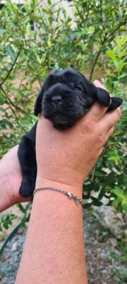 Les chiots de Cocker Spaniel Anglais