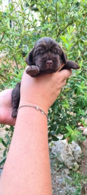 Les chiots de Cocker Spaniel Anglais