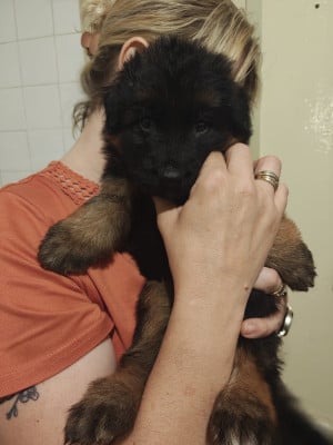 Petit Bleu - Berger Allemand Poil Long