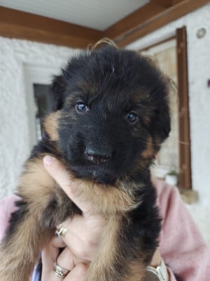 Petite violette - Berger Allemand Poil Long