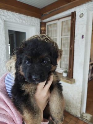 Petite blanche - Berger Allemand Poil Long