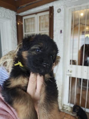Petite Jaune - Berger Allemand Poil Long